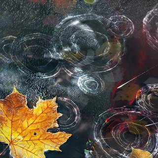 4k autumn art wallpaper