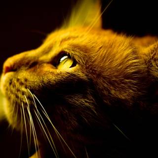 Cat gaming wallpaper