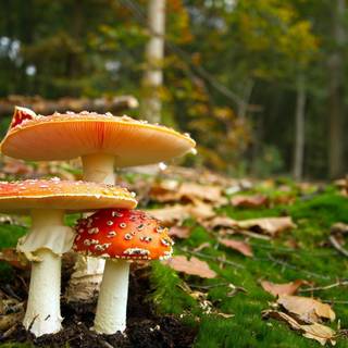 Desktop mushrooms wallpaper