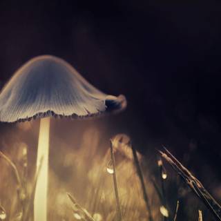 Desktop mushrooms wallpaper