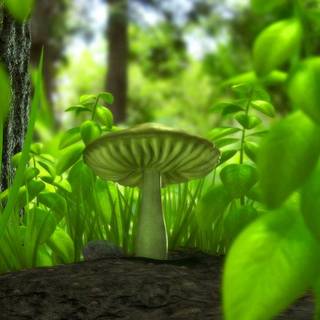 Desktop mushrooms wallpaper