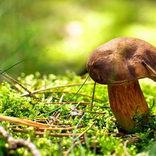 Desktop mushrooms wallpaper