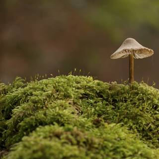 Desktop mushrooms wallpaper