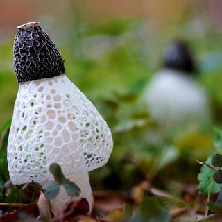 Desktop mushrooms wallpaper