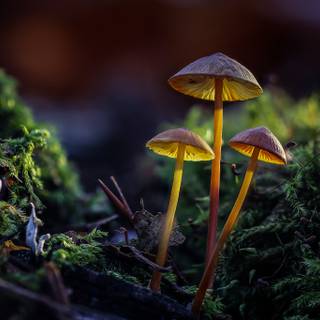 Desktop mushrooms wallpaper