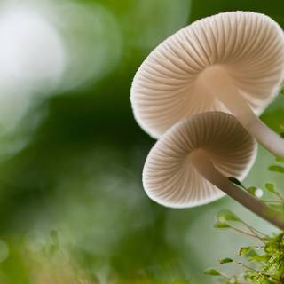 Desktop mushrooms wallpaper