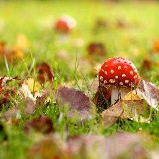 Desktop mushrooms wallpaper