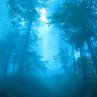Blue forest 4k wallpaper