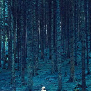 Blue forest 4k wallpaper
