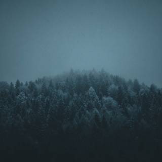 Blue forest 4k wallpaper