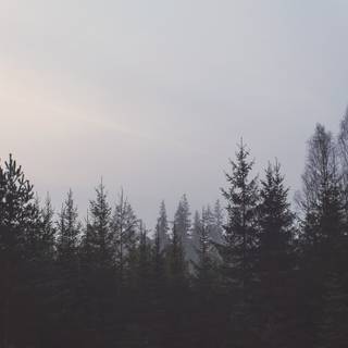 Blue forest 4k wallpaper