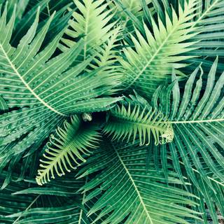 Summer tropical leaves wallpaper
