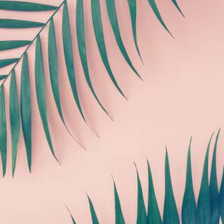 Summer tropical leaves wallpaper