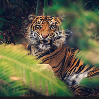 Majestic animals wallpaper