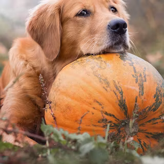 Puppy autumn wallpaper