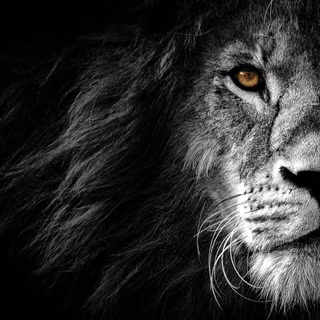 4k animals PC wallpaper