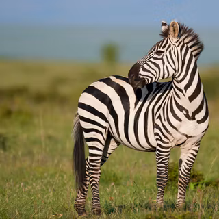 Zebra 4k wallpaper