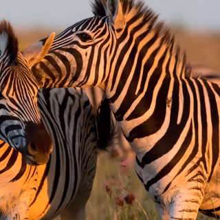 Zebra 4k wallpaper