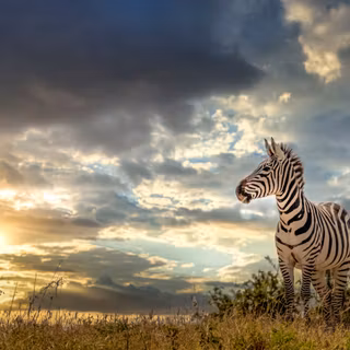 Zebra 4k wallpaper