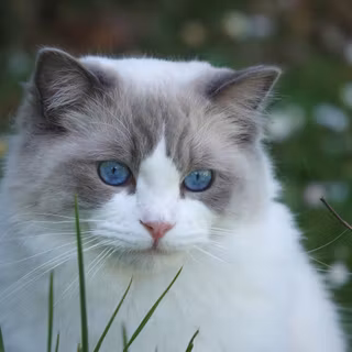 4k pet wallpaper