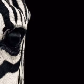 Zebra 4k wallpaper