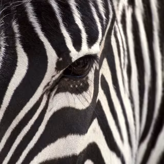Zebra 4k wallpaper