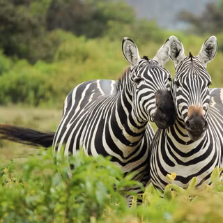 Zebra 4k wallpaper