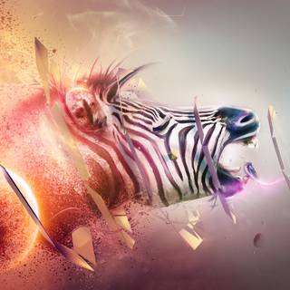 Zebra 4k wallpaper