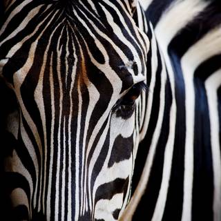 Zebra 4k wallpaper