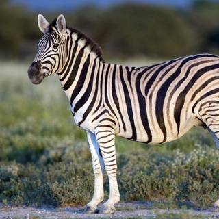 Zebra 4k wallpaper