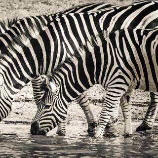Zebra 4k wallpaper