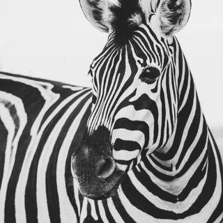 Zebra 4k wallpaper