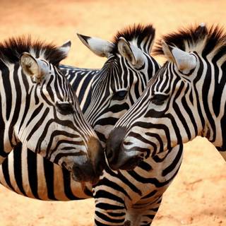 Zebra 4k wallpaper