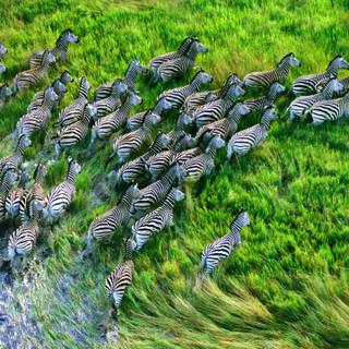 Zebra 4k wallpaper
