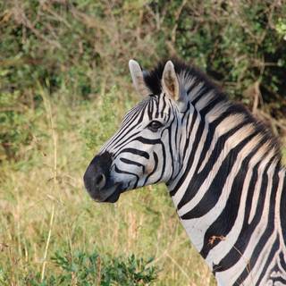 Zebra 4k wallpaper