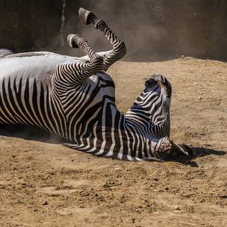 Zebra 4k wallpaper