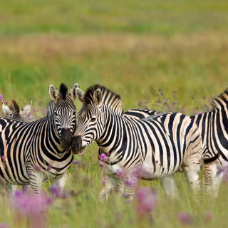 Zebra 4k wallpaper