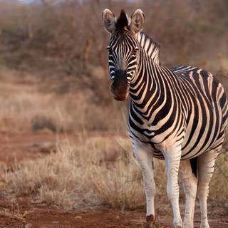 Zebra 4k wallpaper