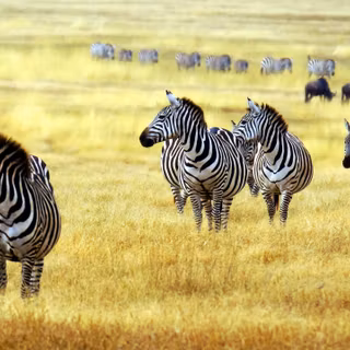 Zebra 4k wallpaper