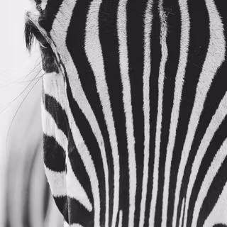 Zebra 4k wallpaper