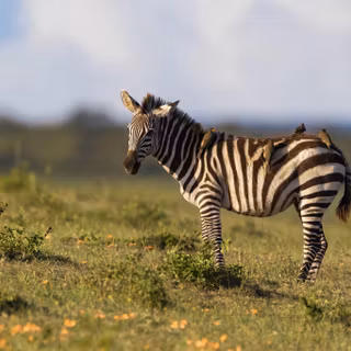 Zebra 4k wallpaper