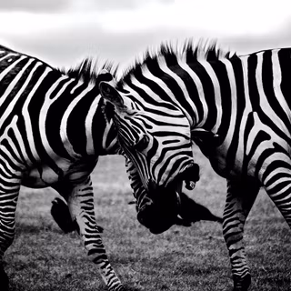 Zebra 4k wallpaper