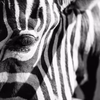 Zebra 4k wallpaper