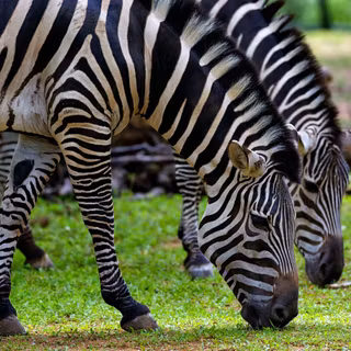 Zebra 4k wallpaper