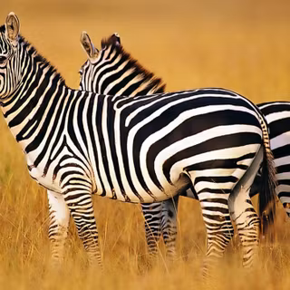 Zebra 4k wallpaper