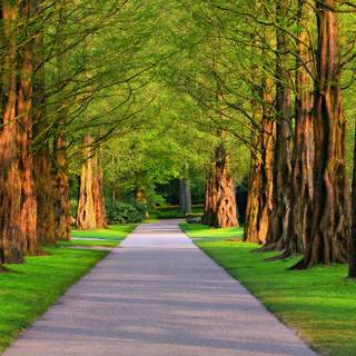 Summer sidewalk wallpaper