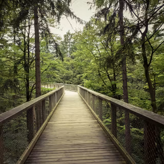 Nature walk wallpaper