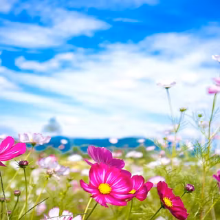 Summer season desktop wallpaper