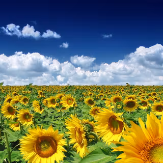 Summer season desktop wallpaper