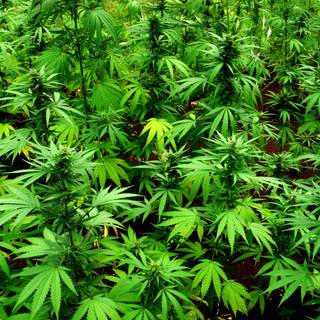 Cannabis desktop wallpaper